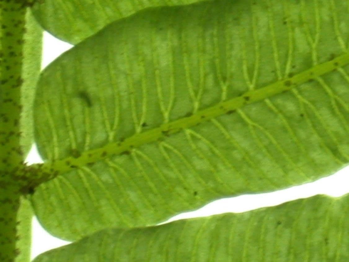 Danaea 8