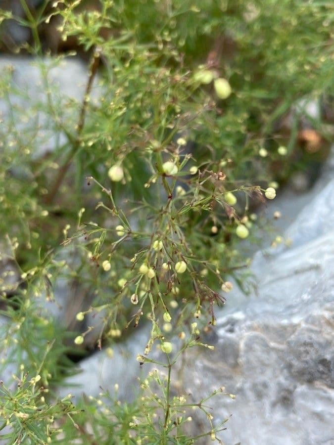 Caglio rosso 2