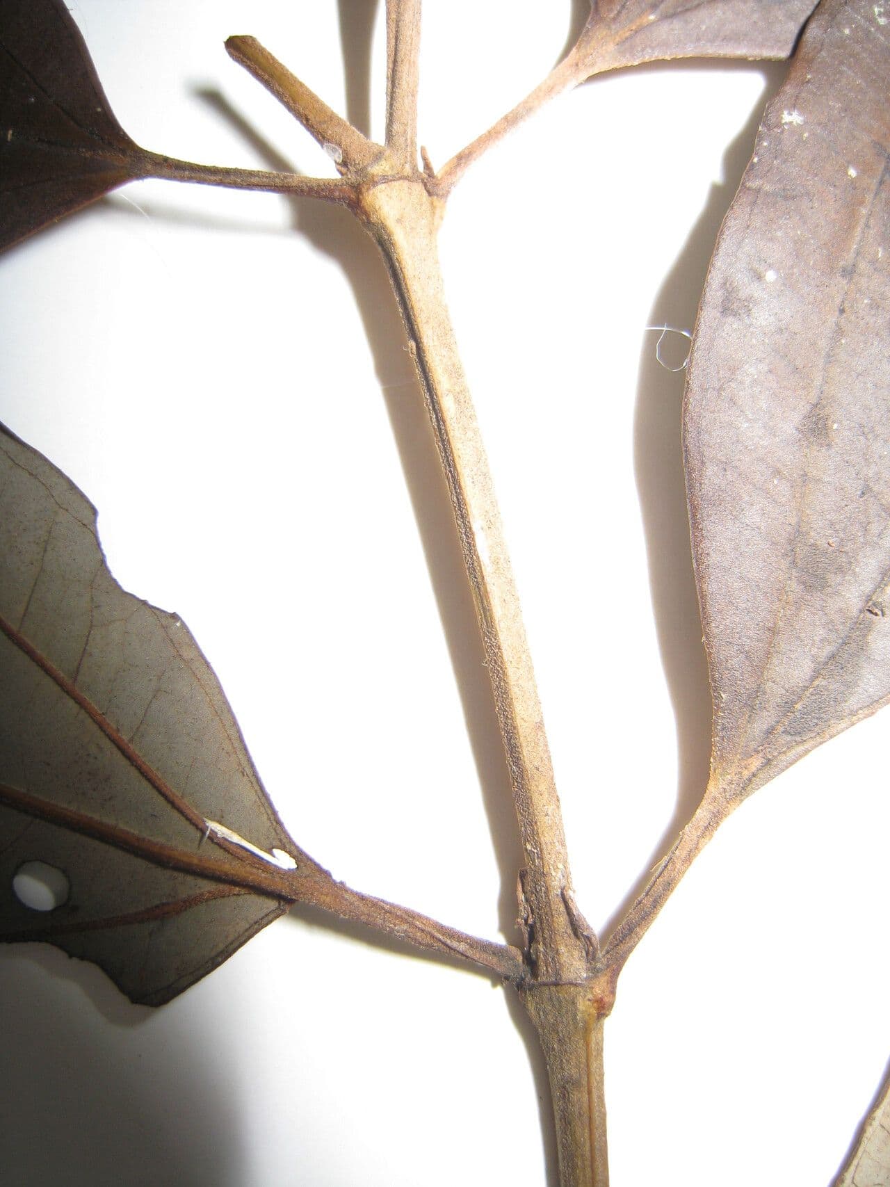 Miconia 7