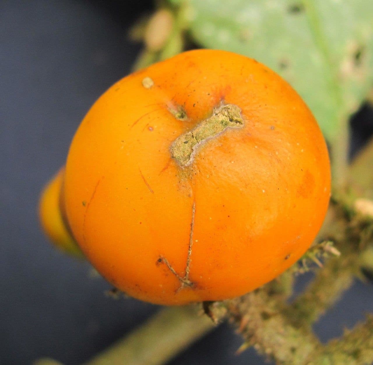 Solanum 5
