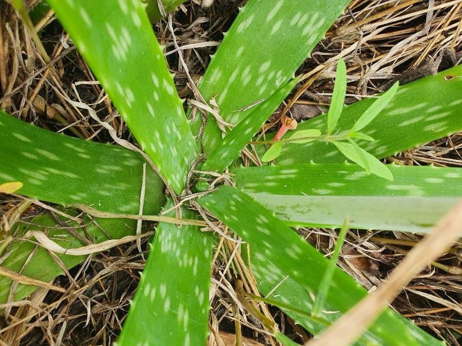 Aloe 18