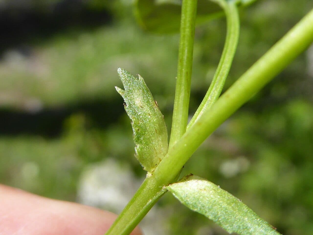 Viola di Rivinus 24