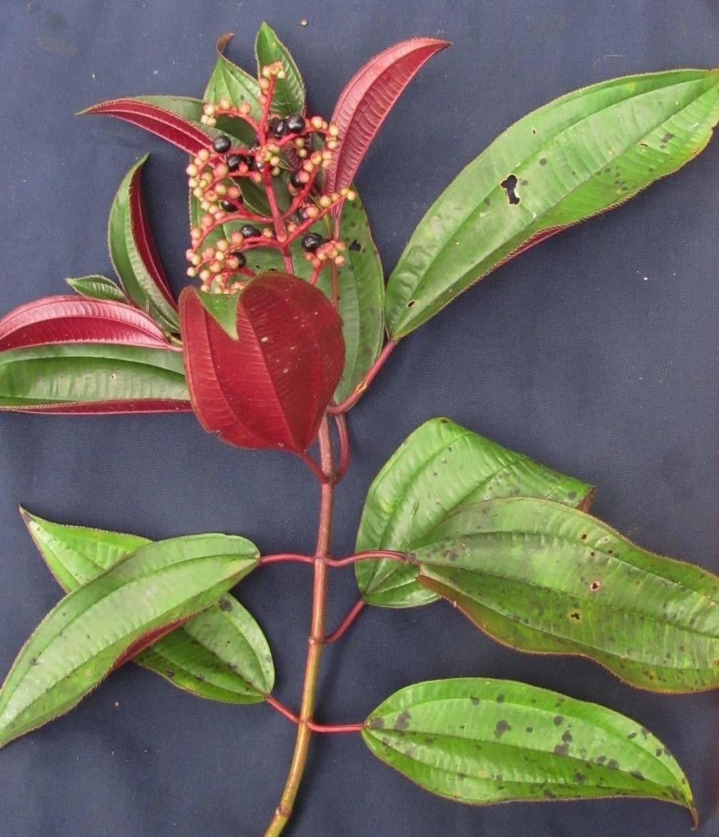 Miconia 6