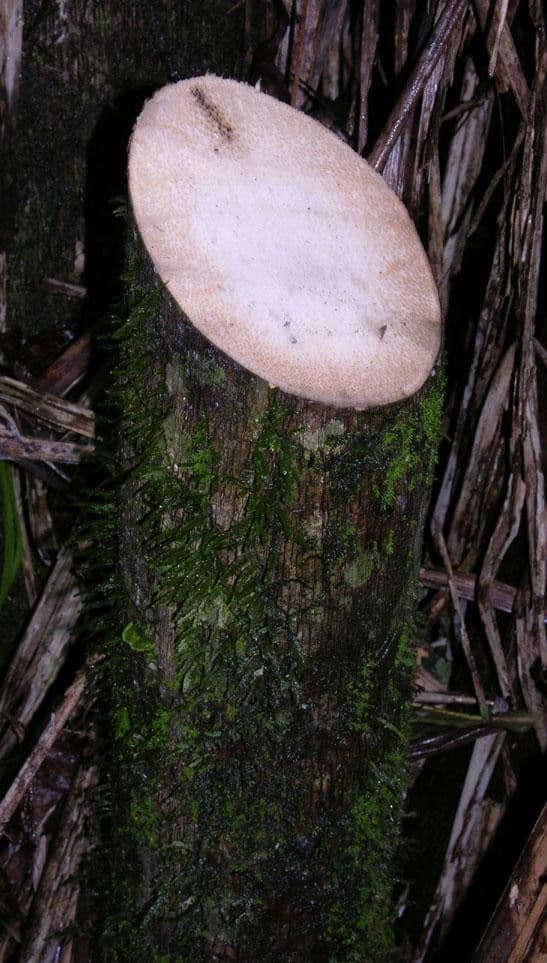 Açai 29
