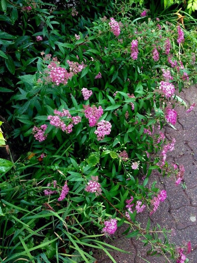 Spirea del Giappone 14
