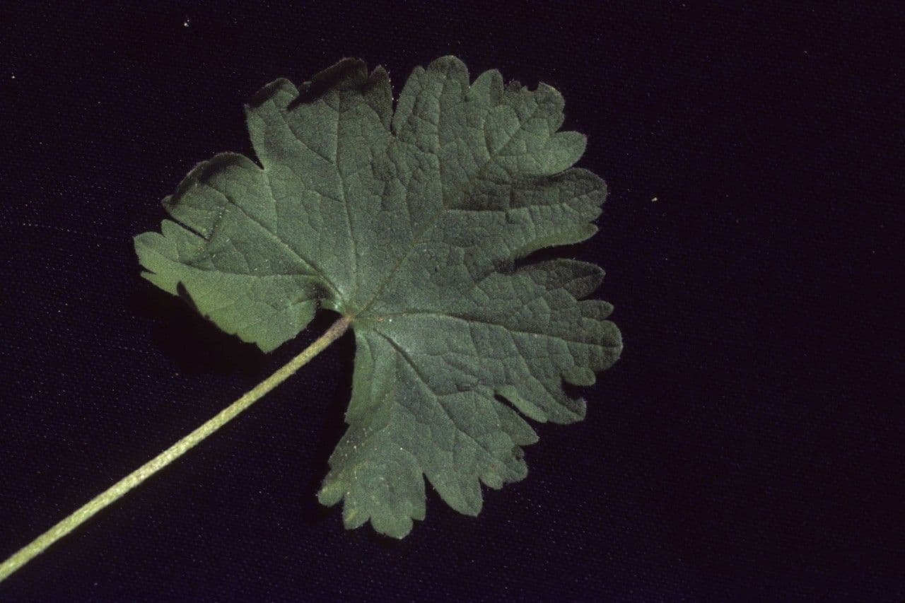 Sidalcea 5