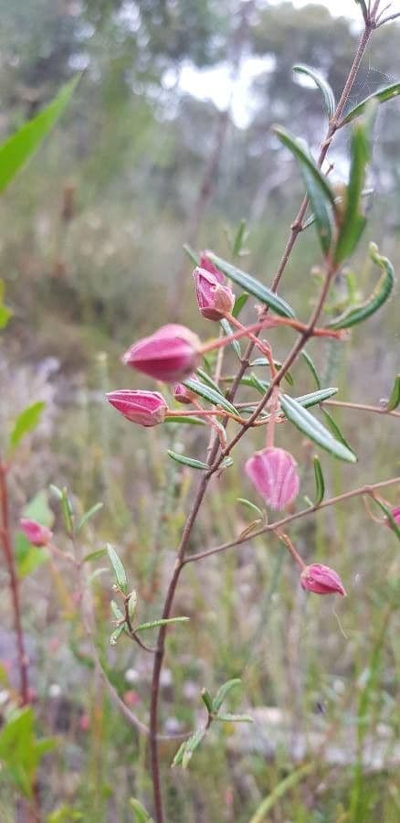 Boronia ledifolia 3