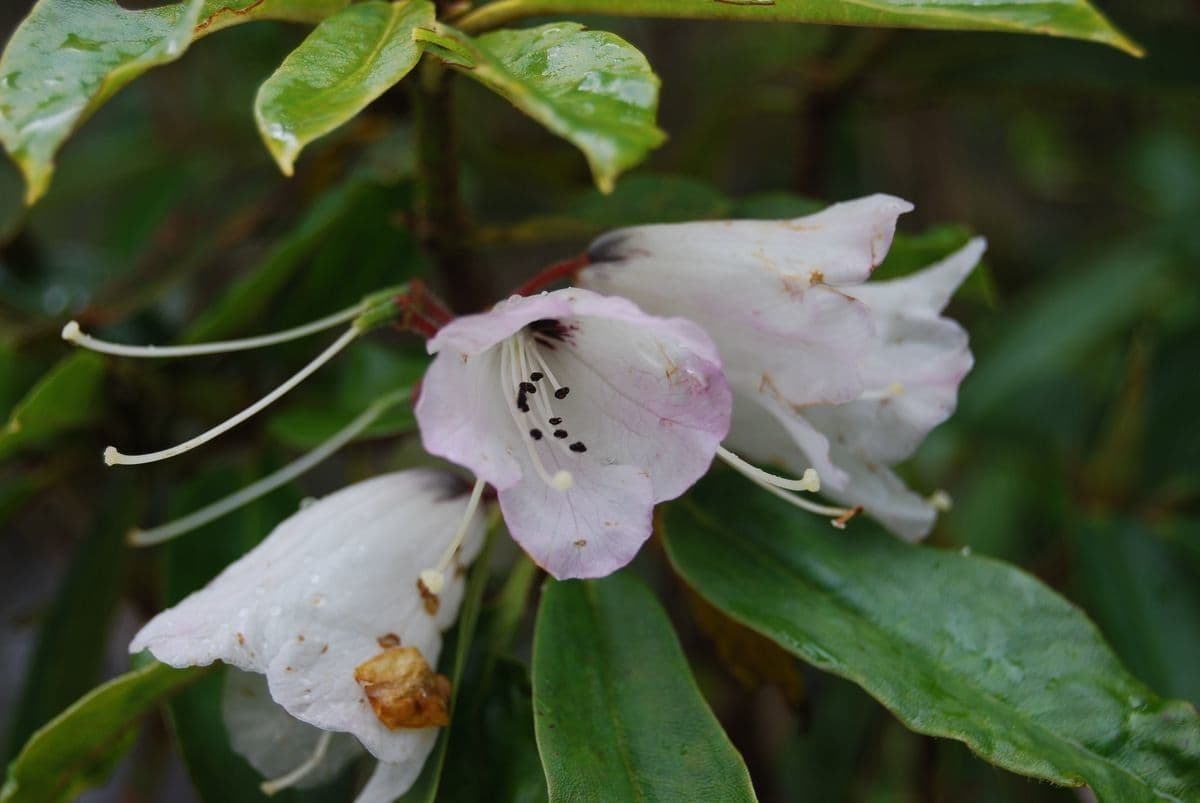 Rododendro 3