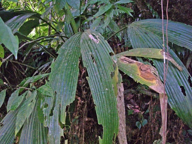 Asplundia 3