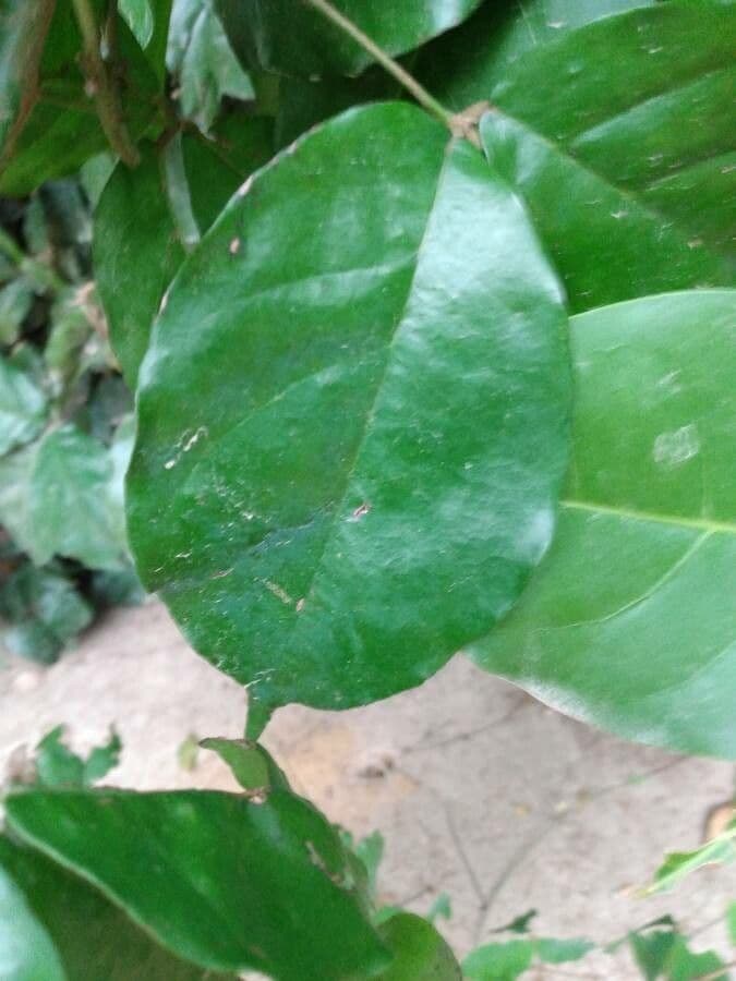 Camoensia 7