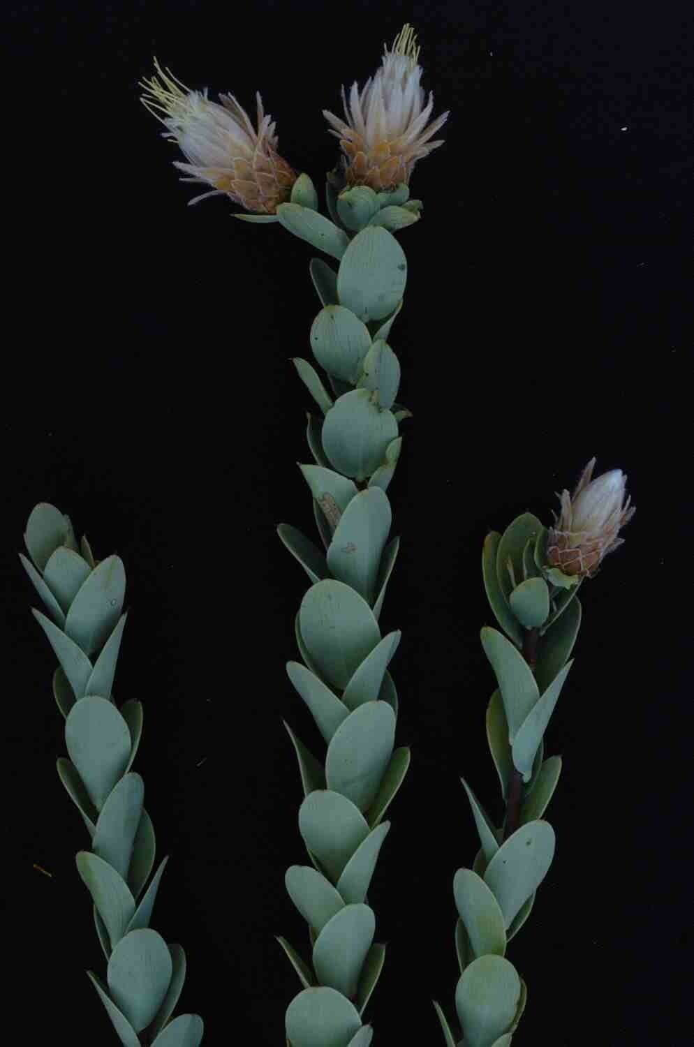 Dasyphyllum