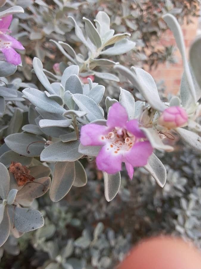 Leucophyllum candidum 4
