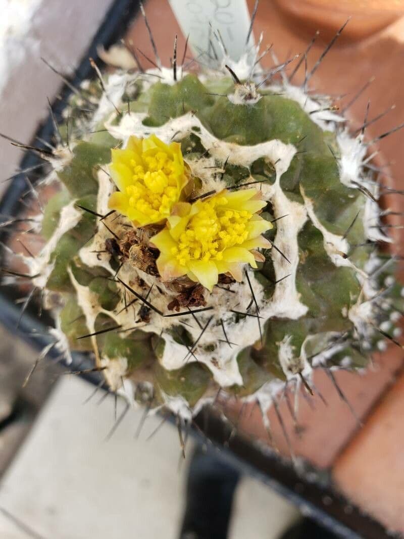 Copiapoa