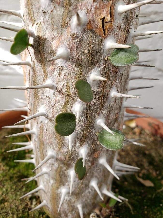 Alluaudia 12