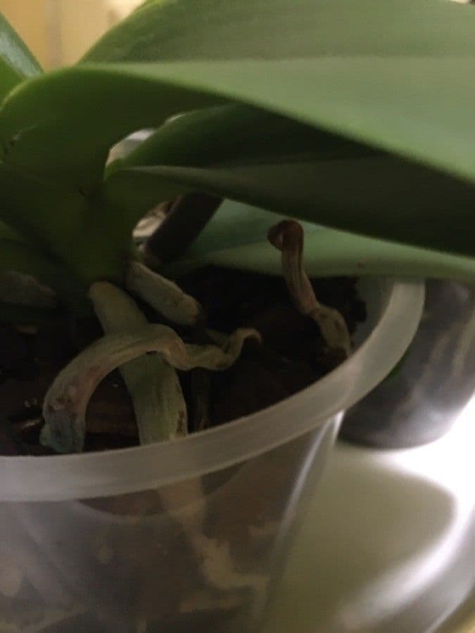 Dieffenbachia 28
