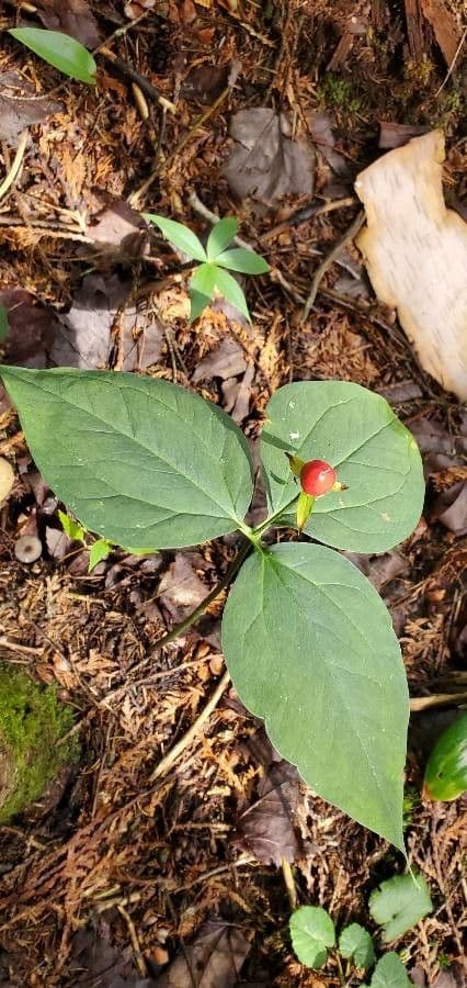 Trillium eretto 3