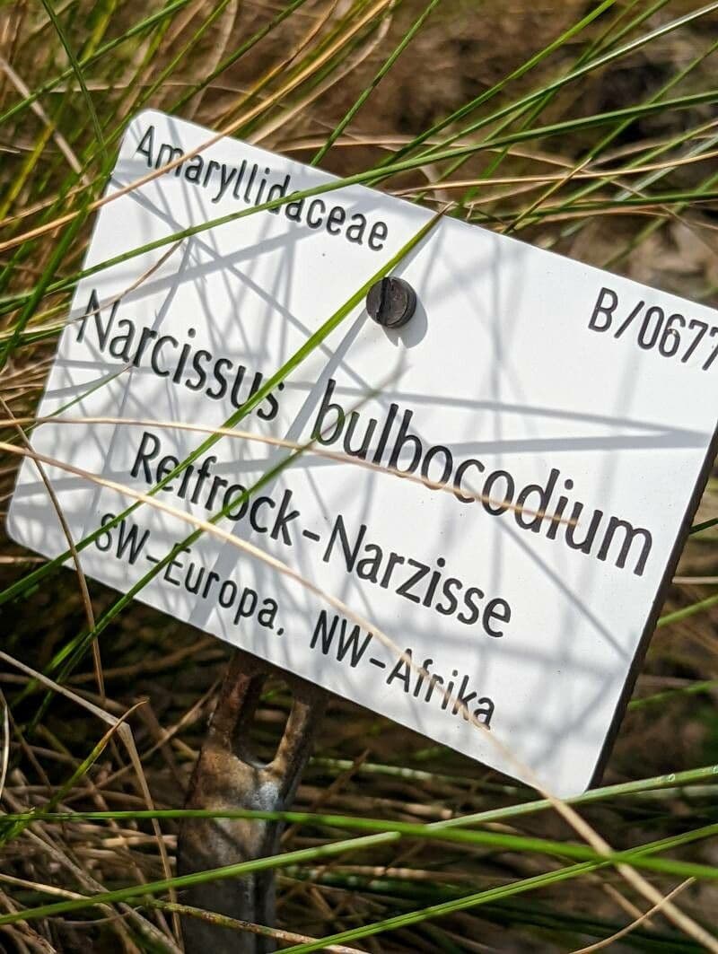 NarcisseactionMode 27