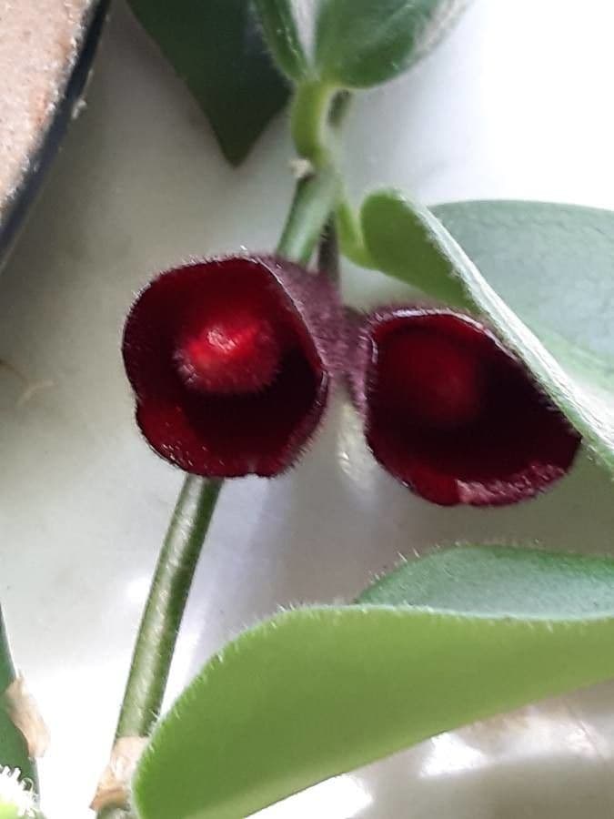 Pianta rossetto 2