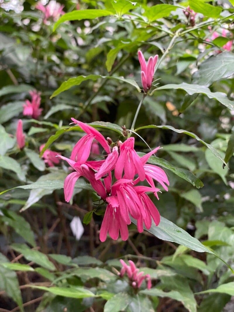Giustizia brasiliana