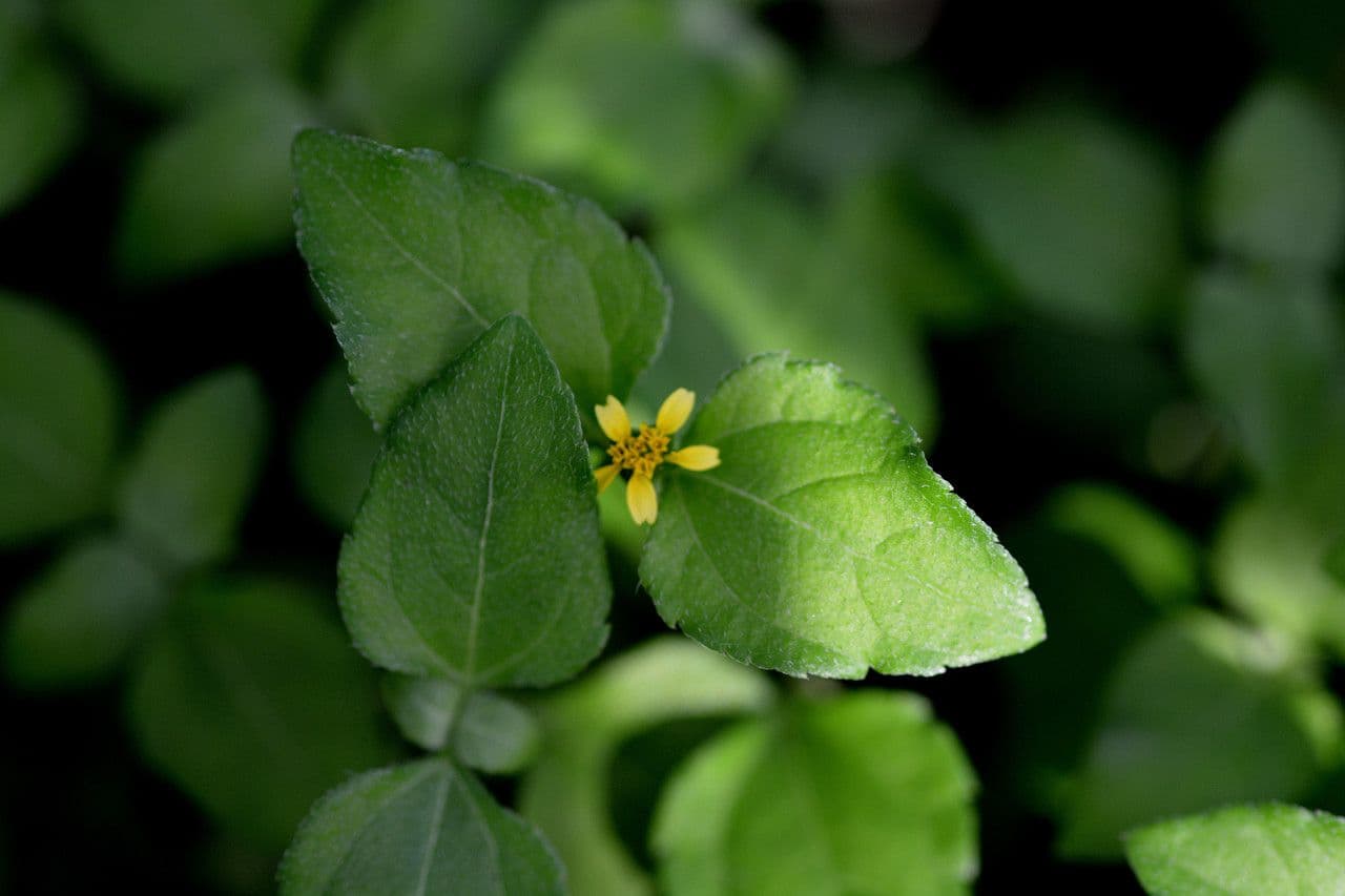Synedrella nodiflora 7