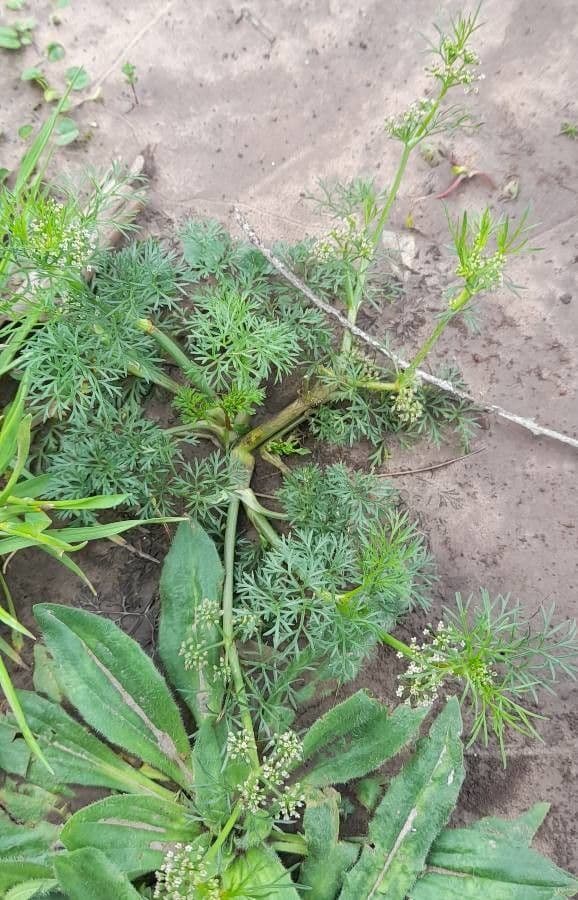 Ciclosperma 10