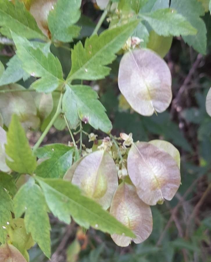 Urvillea uniloba 10