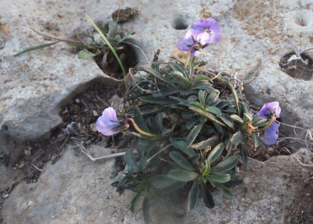 Violette arborescente 18