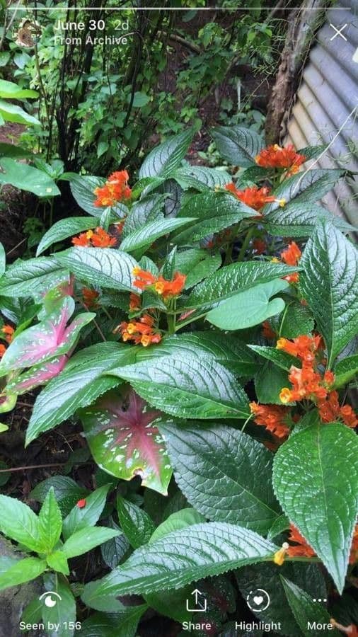 Chrysothemis pulchella 14