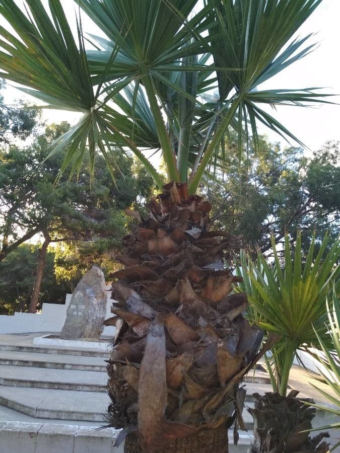 Palma a ventaglio 5