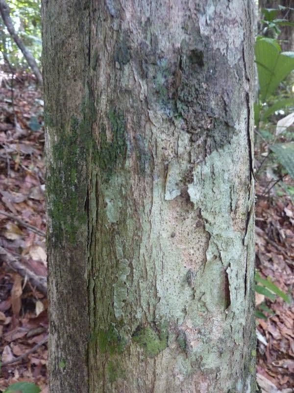 Apeiba glabra