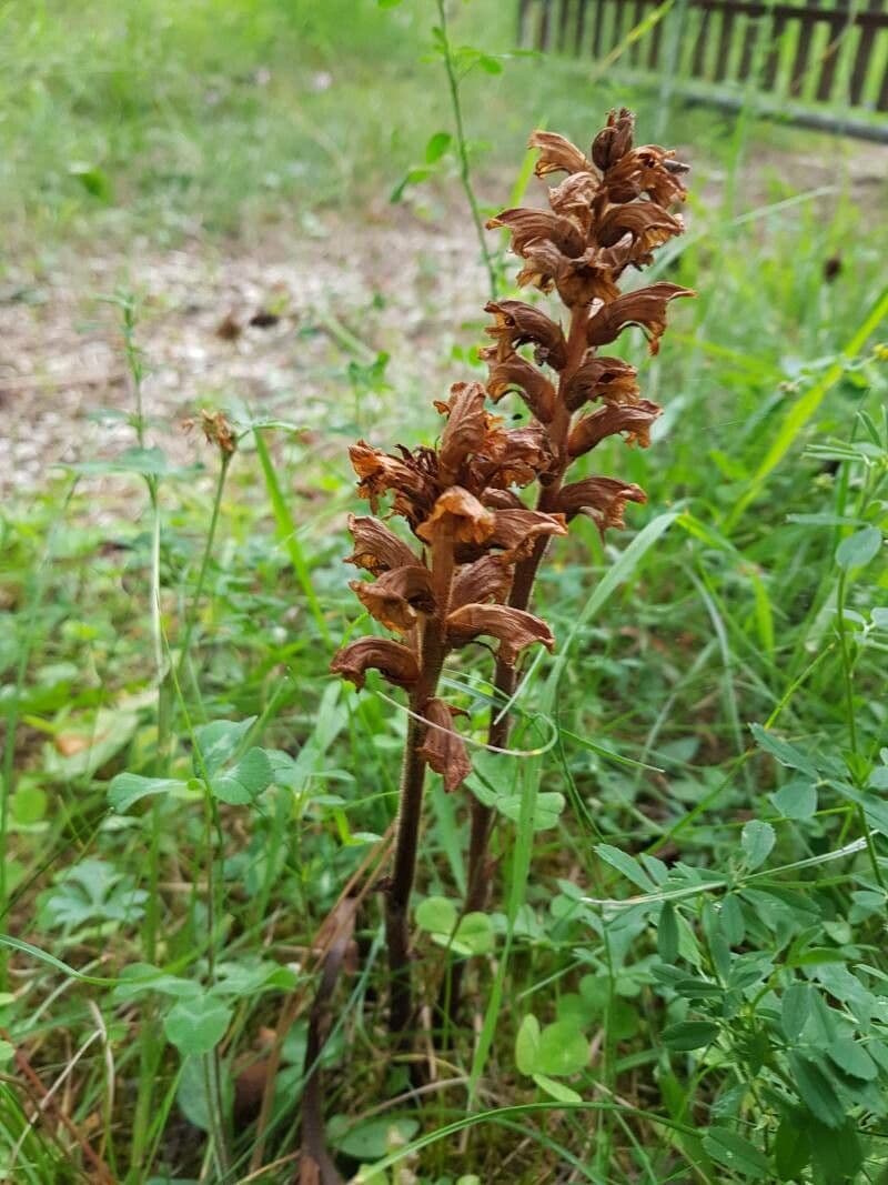 Orobanche gialla 2