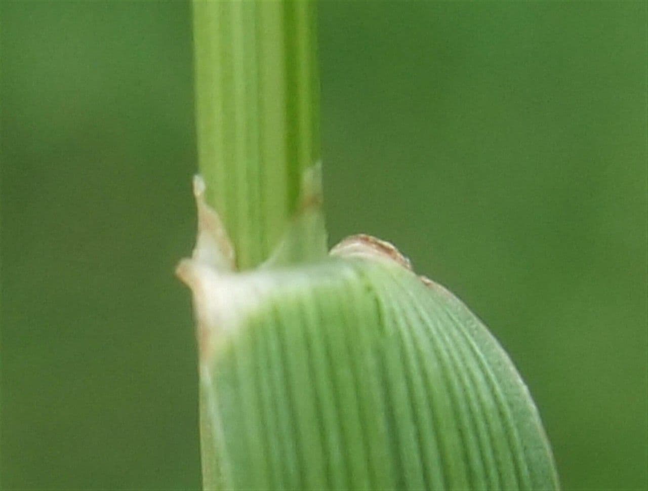 Loglio perenne 24