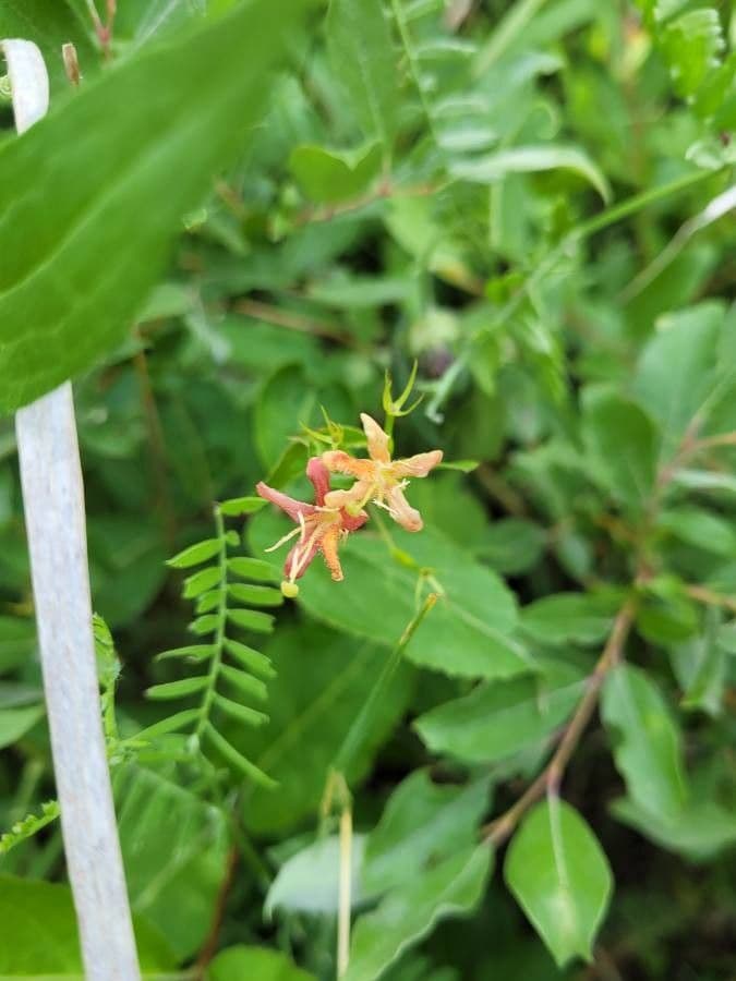 Caprifoglio dioico 7