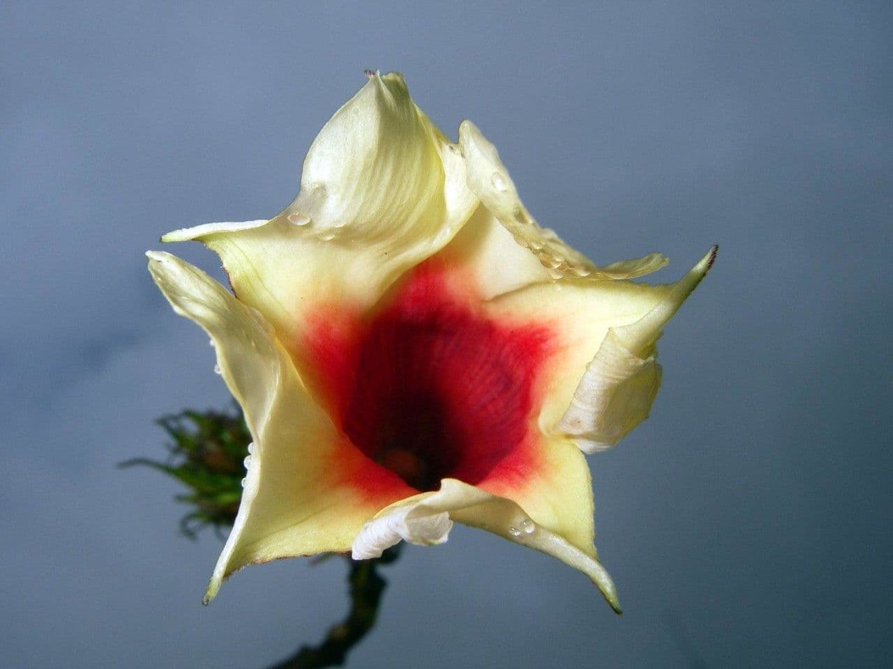 Mandevilla 3