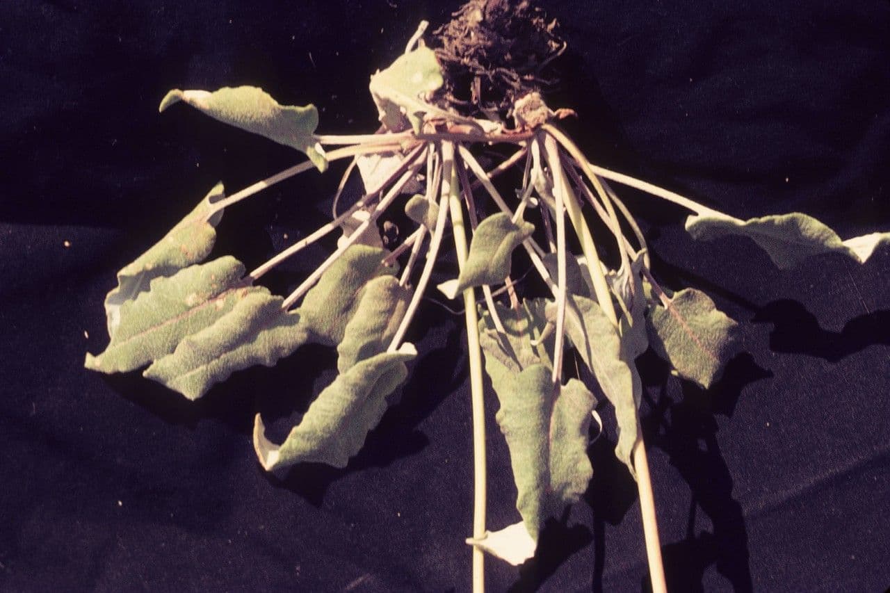 Eriogonum 2