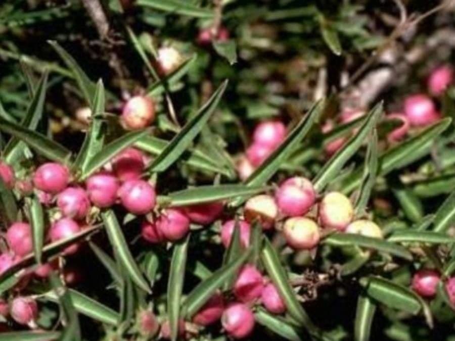 Eremophila debilis 2
