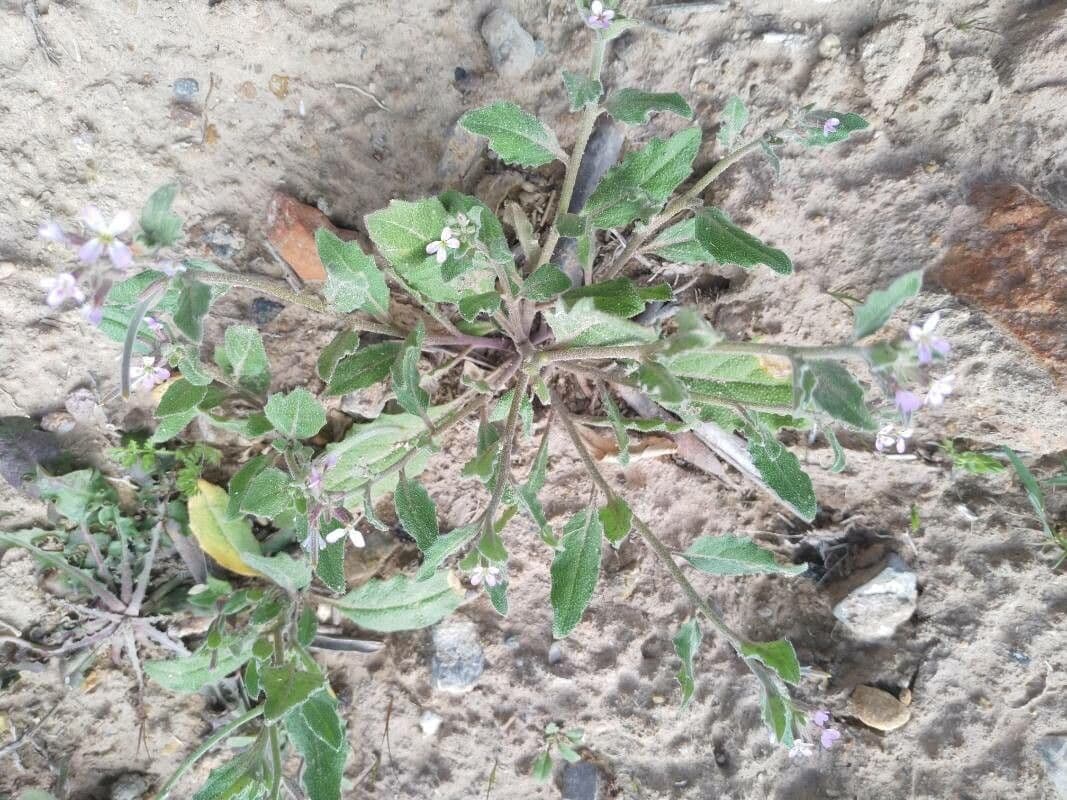 Malcolmia africana 15
