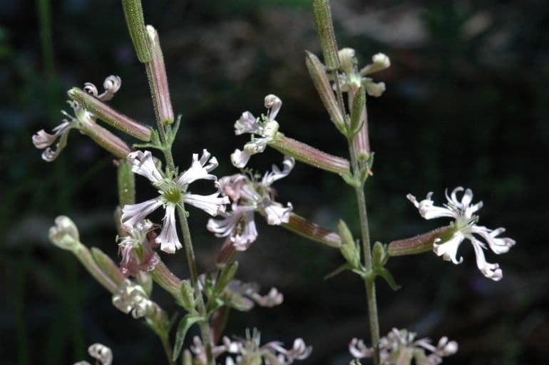 Silene 2