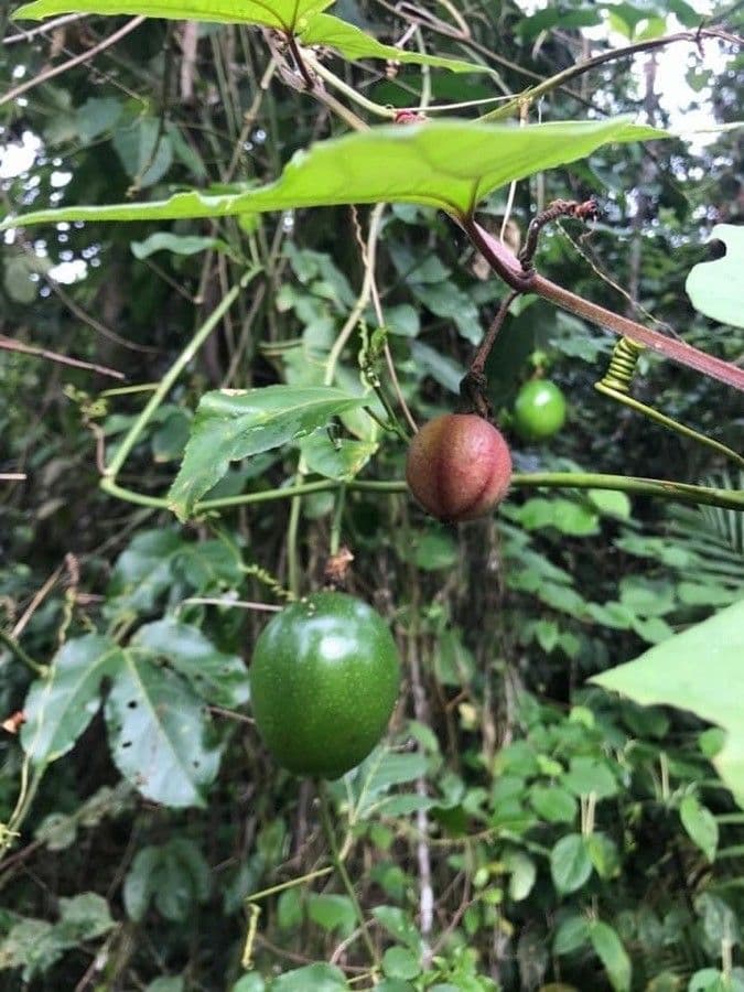 Passiflora