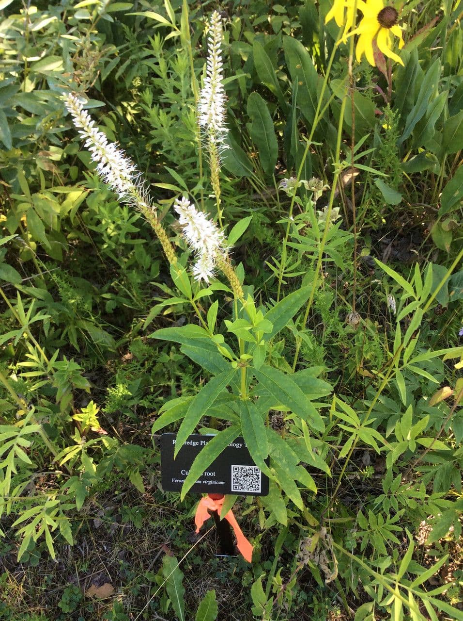 Veronica virginica 11