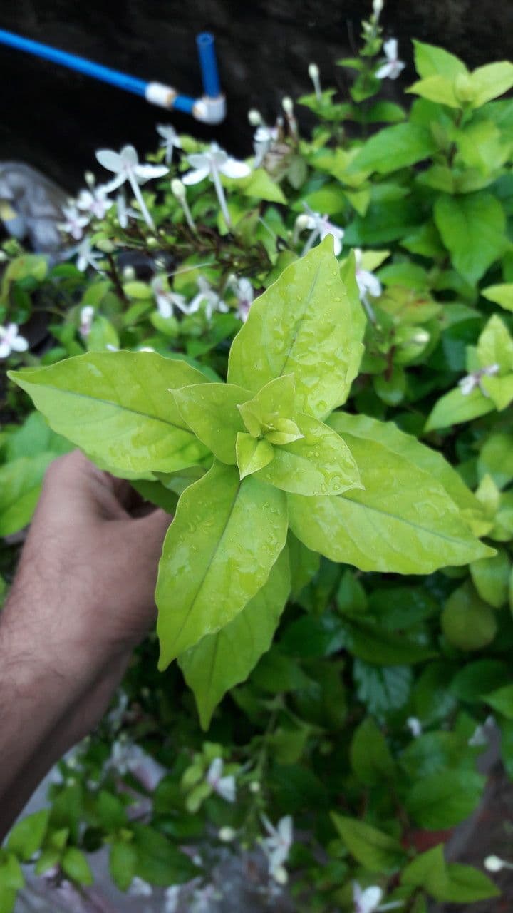 Pseuderanthemum 18
