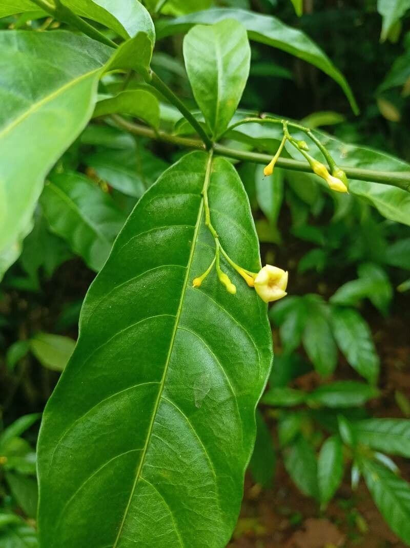 Iboga 6