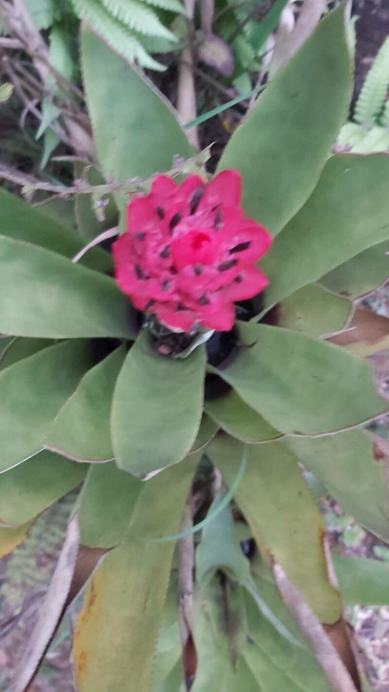 Quesnelia 10