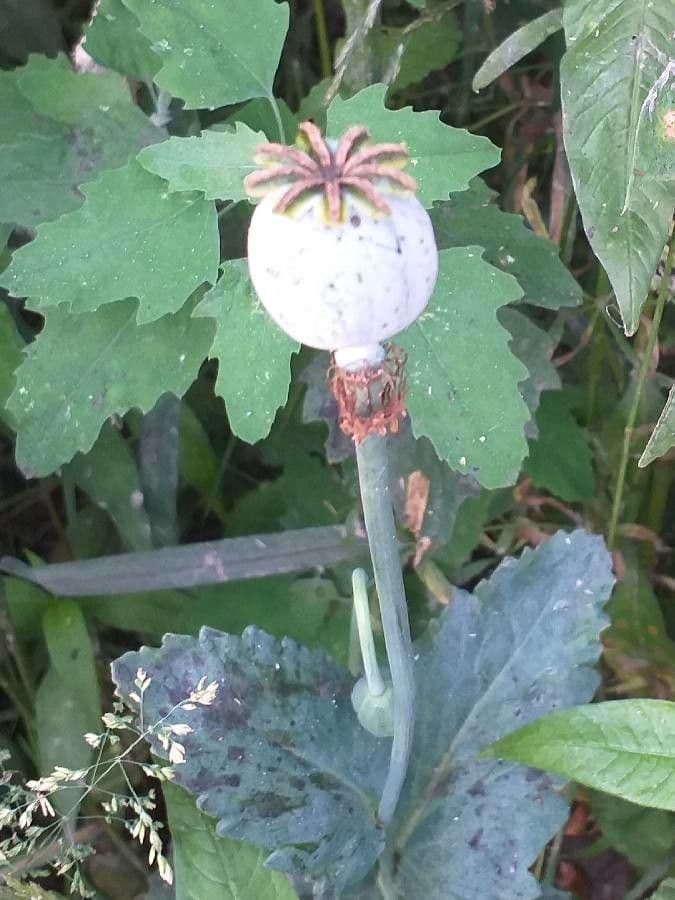 Schlafmohn