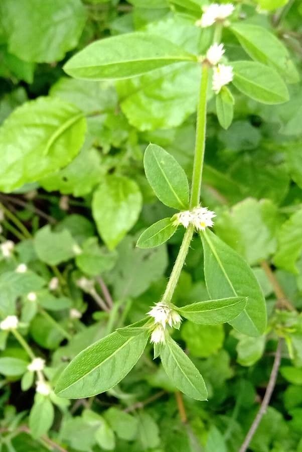 Alternanthera sessilis 5