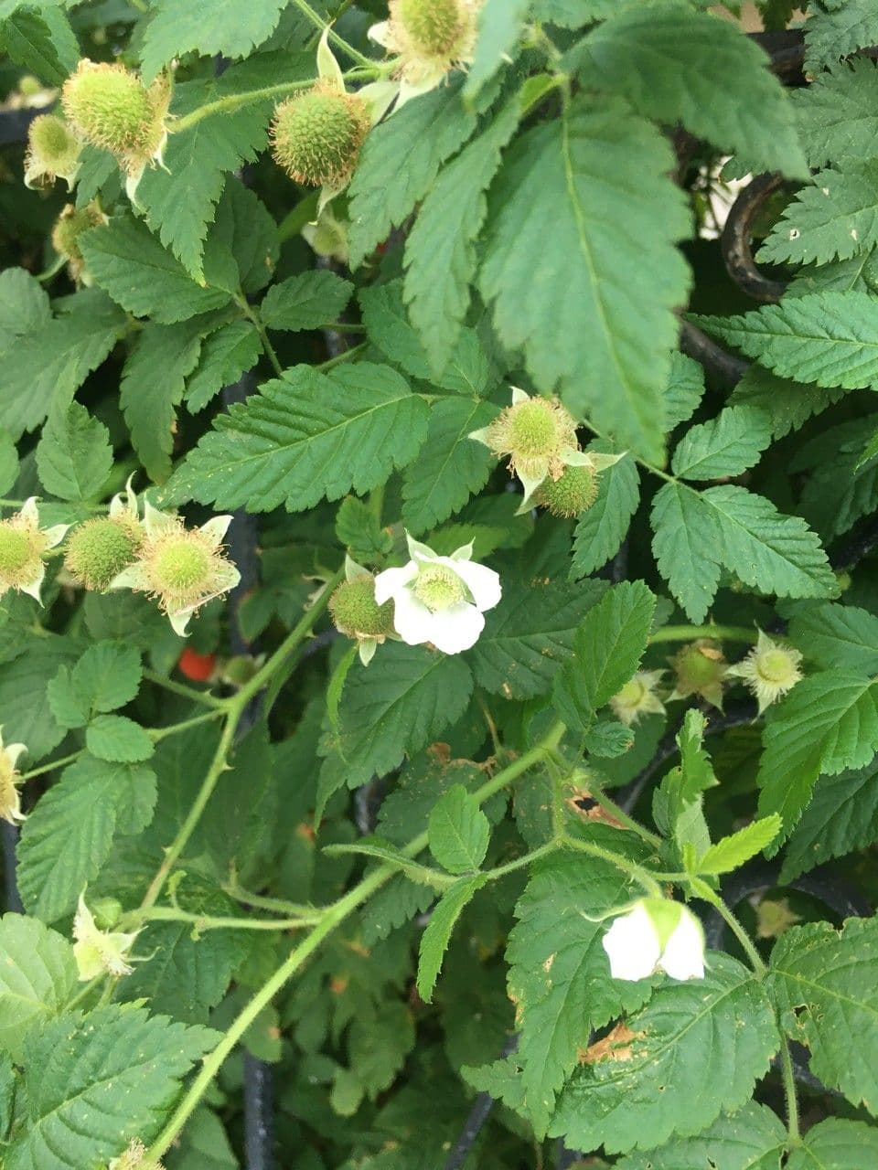 Rovo rosifoglio 10