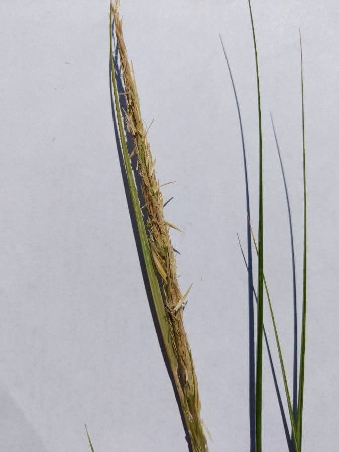 Smooth cordgrass