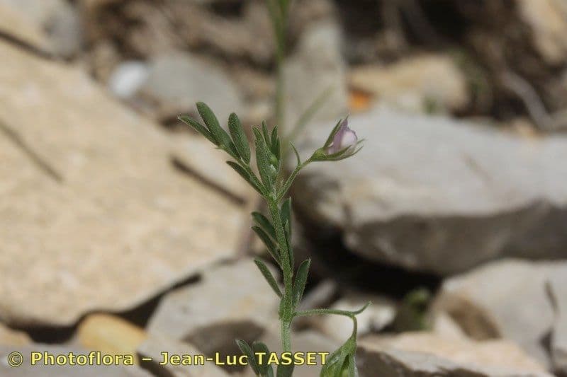 Vesce lenticulaire 10