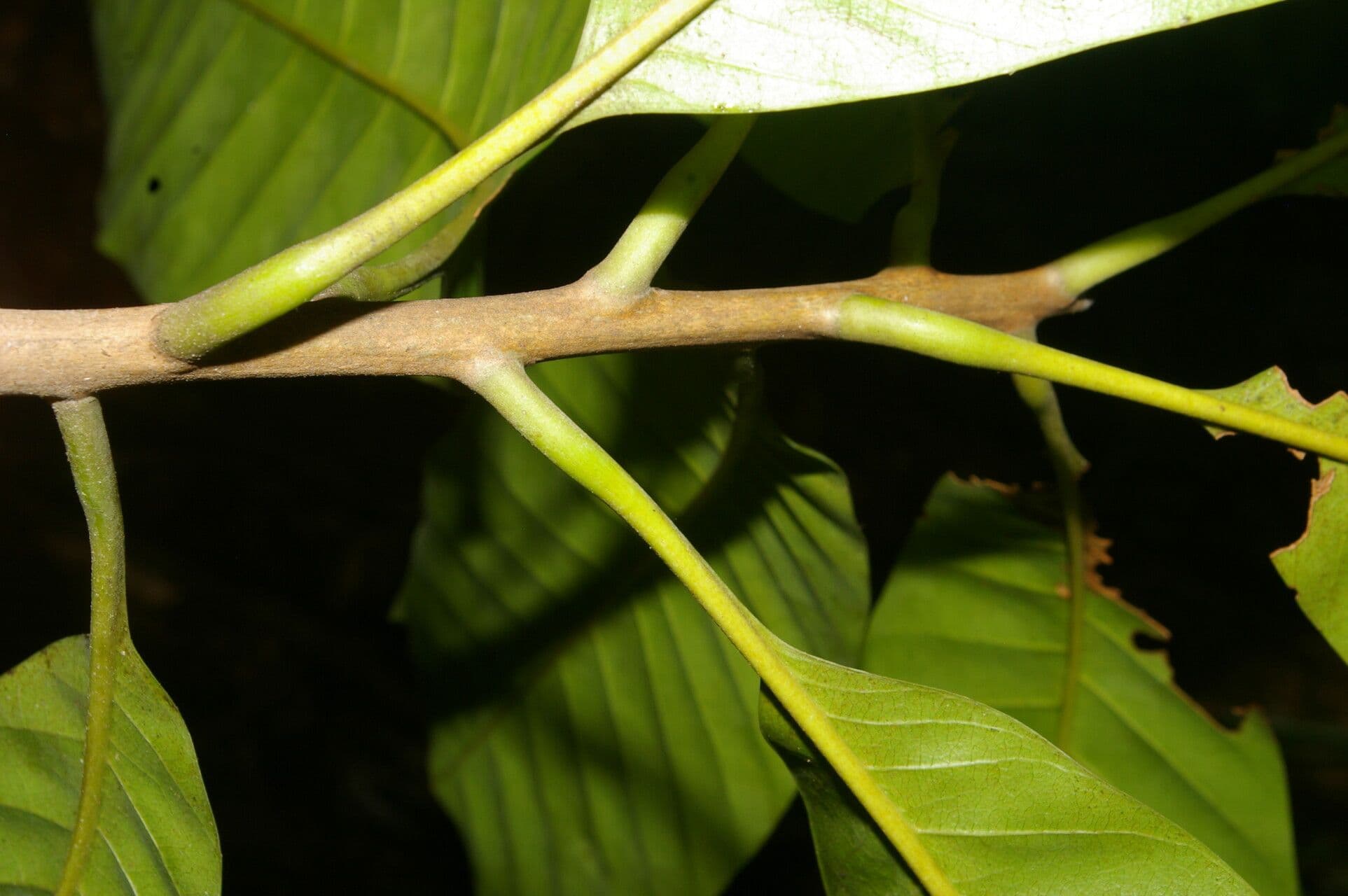 Pouteria