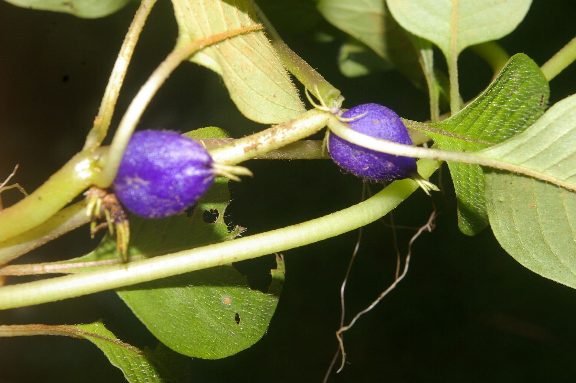 Coccocypselum 7